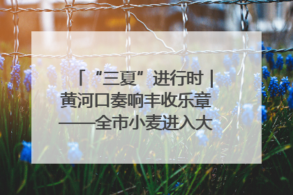 “三夏”进行时｜黄河口奏响丰收乐章——全市小麦进入大面积收获高峰期