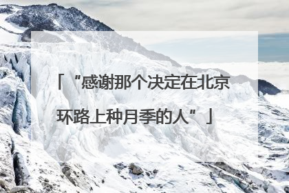 “感谢那个决定在北京环路上种月季的人”