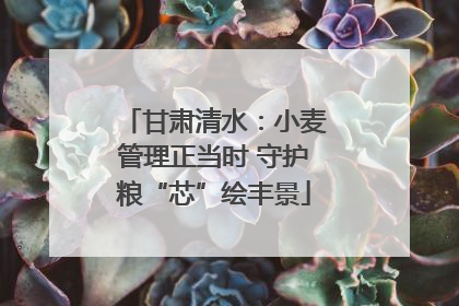 甘肃清水：小麦管理正当时 守护粮“芯”绘丰景