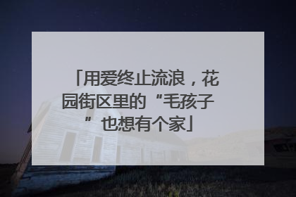 用爱终止流浪，花园街区里的“毛孩子”也想有个家