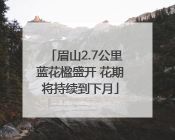 眉山2.7公里蓝花楹盛开 花期将持续到下月