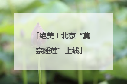 绝美！北京“莫奈睡莲”上线