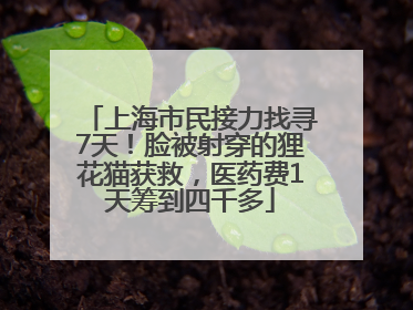 上海市民接力找寻7天！脸被射穿的狸花猫获救，医药费1天筹到四千多