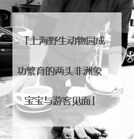 上海野生动物园成功繁育的两头非洲象宝宝与游客见面