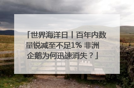 世界海洋日丨百年内数量锐减至不足1% 非洲企鹅为何迅速消失？