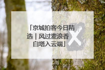 京城拍客今日精选｜风过麦浪香 白塔入云端