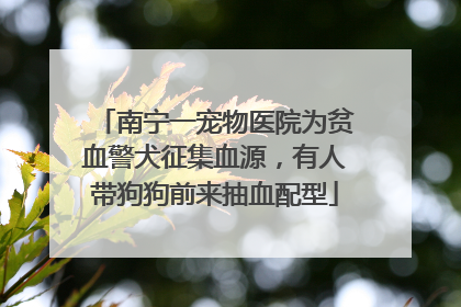 南宁一宠物医院为贫血警犬征集血源，有人带狗狗前来抽血配型