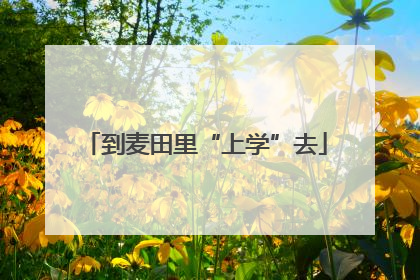到麦田里“上学”去