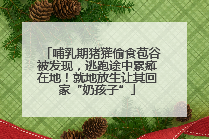 哺乳期猪獾偷食苞谷被发现，逃跑途中累瘫在地！就地放生让其回家“奶孩子”