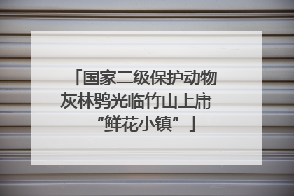 国家二级保护动物灰林鸮光临竹山上庸“鲜花小镇”