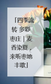 四季流转 多彩枣庄｜麦香染夏，来听枣地丰歌