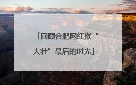 回顾合肥网红猴“大壮”最后的时光