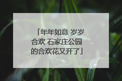 年年如意 岁岁合欢 石家庄公园的合欢花又开了