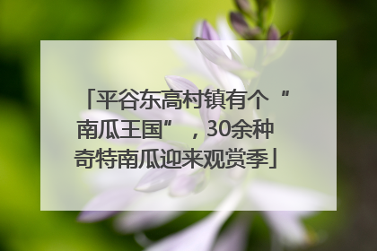 平谷东高村镇有个“南瓜王国”，30余种奇特南瓜迎来观赏季