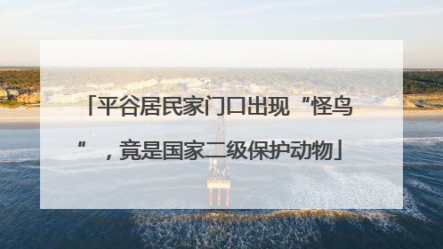 平谷居民家门口出现“怪鸟”，竟是国家二级保护动物