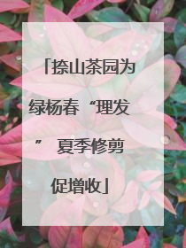 捺山茶园为绿杨春“理发” 夏季修剪促增收