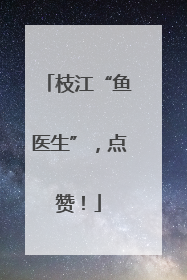 枝江“鱼医生”，点赞！