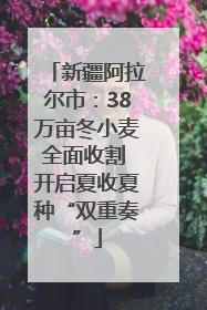 新疆阿拉尔市：38万亩冬小麦全面收割 开启夏收夏种“双重奏”