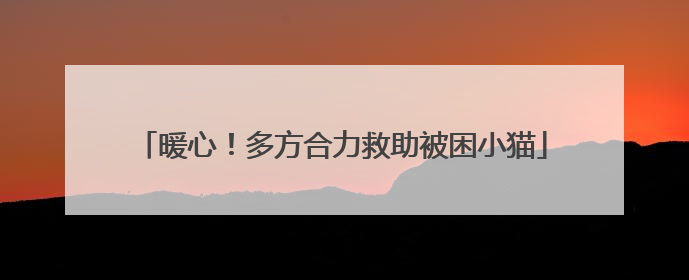 暖心！多方合力救助被困小猫