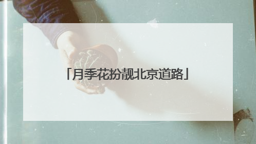 月季花扮靓北京道路