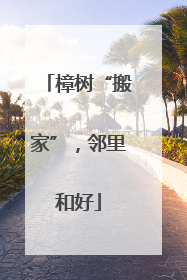 樟树“搬家”，邻里和好