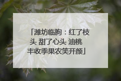 潍坊临朐：红了枝头 甜了心头 油桃丰收季果农笑开颜