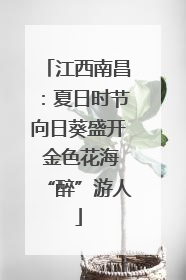 江西南昌：夏日时节向日葵盛开 金色花海“醉”游人