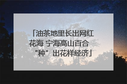 油茶地里长出网红花海 宁海高山百合“种”出花样经济