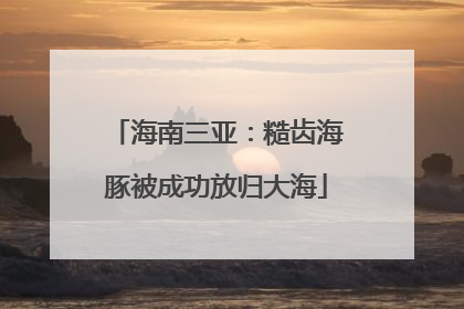 海南三亚：糙齿海豚被成功放归大海