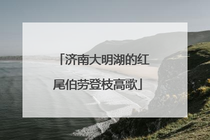 济南大明湖的红尾伯劳登枝高歌