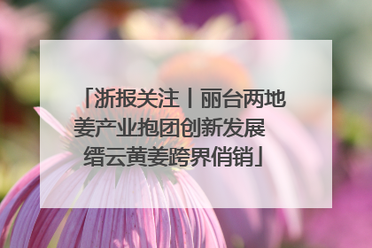 浙报关注丨丽台两地姜产业抱团创新发展 缙云黄姜跨界俏销