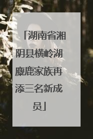 湖南省湘阴县横岭湖麋鹿家族再添三名新成员