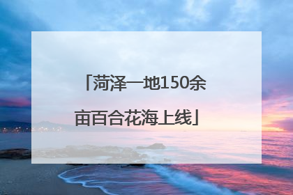 菏泽一地150余亩百合花海上线