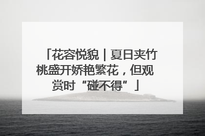 花容悦貌｜夏日夹竹桃盛开娇艳繁花，但观赏时“碰不得”