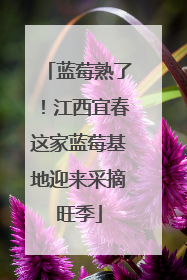 蓝莓熟了！江西宜春这家蓝莓基地迎来采摘旺季