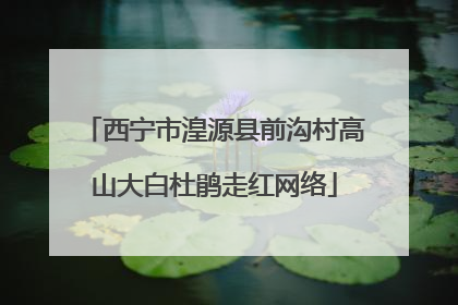 西宁市湟源县前沟村高山大白杜鹃走红网络