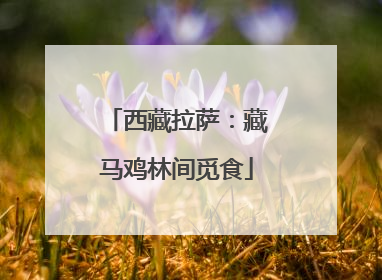 西藏拉萨：藏马鸡林间觅食