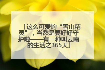 这么可爱的“雪山精灵”，当然是要好好守护啦——有一种叫云南的生活之365天