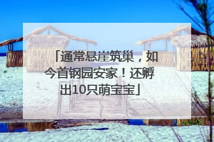 通常悬崖筑巢，如今首钢园安家！还孵出10只萌宝宝