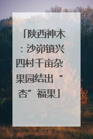 陕西神木：沙峁镇兴四村千亩杂果园结出“杏”福果