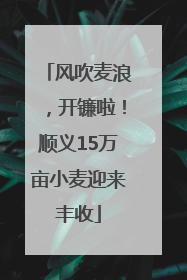风吹麦浪，开镰啦！顺义15万亩小麦迎来丰收