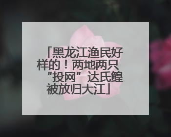 黑龙江渔民好样的!两地两只“投网”达氏鳇被放归大江